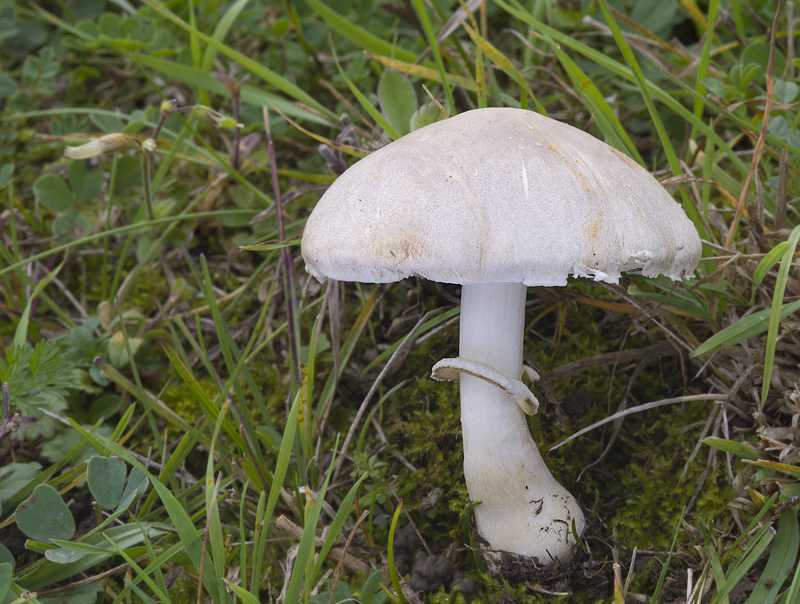 Leucoagaricus cinereolilacinus